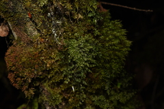 Hymenophyllum polyanthos