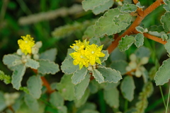 Corchorus hirsutus
