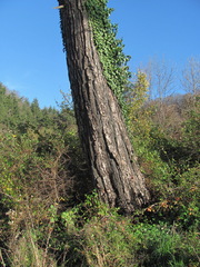 Pinus brutia