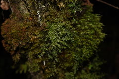 Hymenophyllum polyanthos