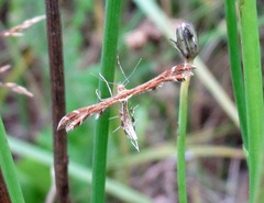 Oxyptilus chrysodactyla