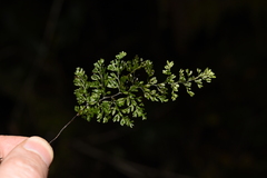 Hymenophyllum polyanthos