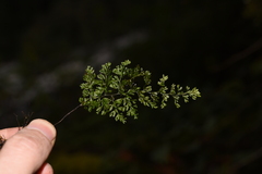 Hymenophyllum polyanthos