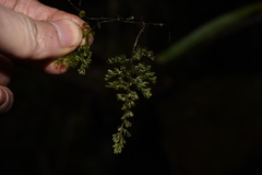 Hymenophyllum polyanthos