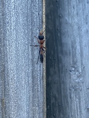 Pseudomyrmex gracilis