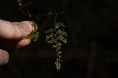 Hymenophyllum polyanthos