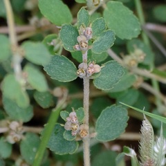 Euphorbia pergamena