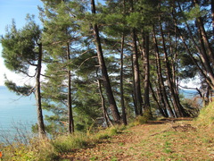 Pinus brutia