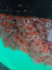 Corynactis californica