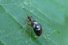 Orthonotus rufifrons