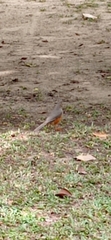 Turdus rufiventris