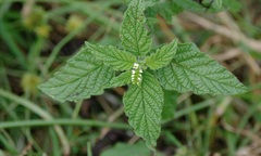 Heliotropium angiospermum