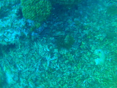 Pinctada mazatlanica