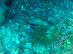 Pinctada mazatlanica