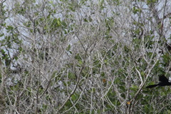 Crotophaga sulcirostris