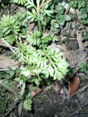Cotula australis