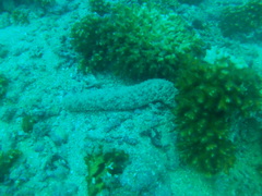 Holothuria fuscocinerea