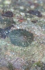 Siphonaria pectinata