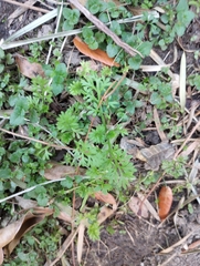 Cotula australis
