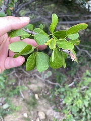 Pithecellobium unguis-cati