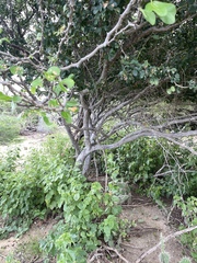 Pithecellobium unguis-cati