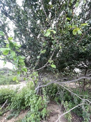 Pithecellobium unguis-cati