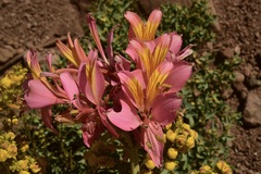 Alstroemeria ligtu splendens