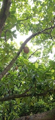 Artocarpus heterophyllus