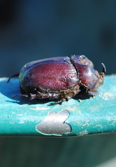 Phyllognathus excavatus