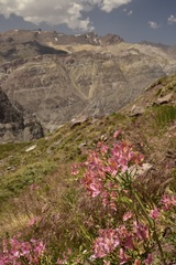 Alstroemeria ligtu splendens