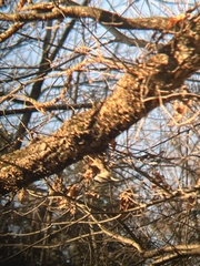Poecile carolinensis