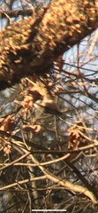 Poecile carolinensis