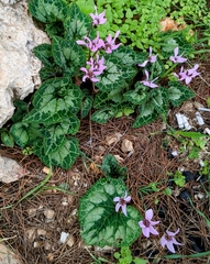 Cyclamen persicum