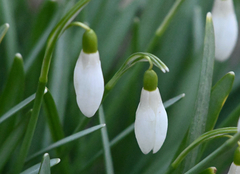 Galanthus
