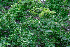 Haematoxylum brasiletto