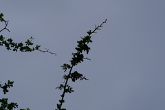 Haematoxylum brasiletto