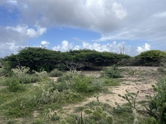 Vachellia tortuosa