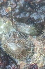 Siphonaria pectinata