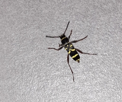 Clytus arietis