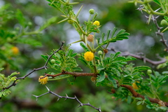 Vachellia tortuosa