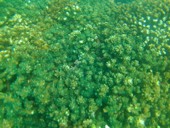 Cirrhitichthys oxycephalus