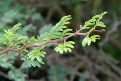 Vachellia tortuosa