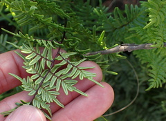 Cheilanthes quadripinnata