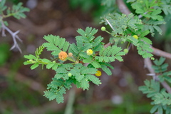 Vachellia tortuosa