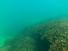 Thalassoma lucasanum