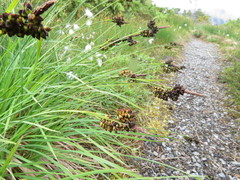 Carex stylosa