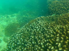 Plagiotremus azaleus