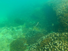 Plagiotremus azaleus