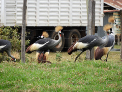 Balearica regulorum