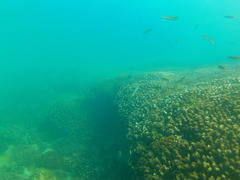 Plagiotremus azaleus